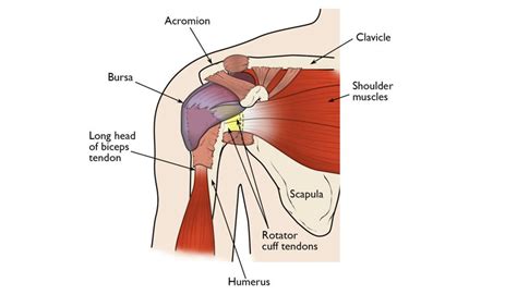 How Occupational Therapy Can Help Patients With Torn Rotator Cuff