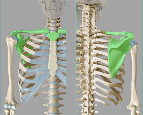 Les 9 Anatomie Bewegingsapparaat Flashcards Quizlet