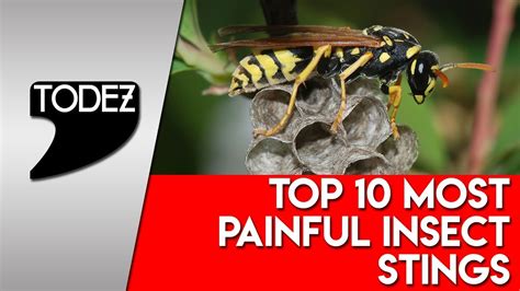 Top 10 Most Painful Insect Stings Youtube