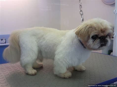 Collars And Cuts Dog Grooming Dog Grooming In Edinburgh Scotland Gallery