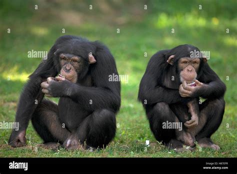 Chimpanzee Pan Troglodytes Pair Eating Fruit Photographed At The La