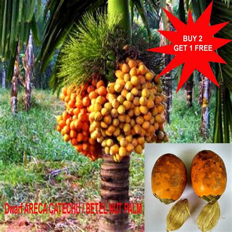 Areca Catechu Betel Nut Areca Palm Bing Lang Supari Palm 3