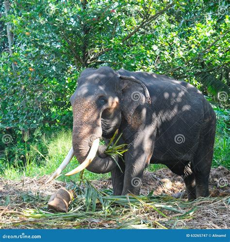 Elephant with Tusks in the Forest Stock Image - Image of herbivorous ...