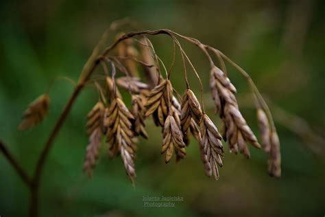 DSC 6530 Nature Jolanta Jagielska Flickr