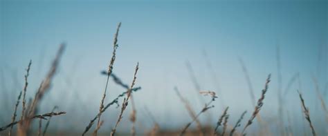 Wallpaper Sunlight Landscape Nature Sky Field Branch Morning