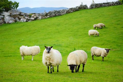 Sheep Marked with Colorful Dye Grazing in Green Pastures. Adult Sheep ...