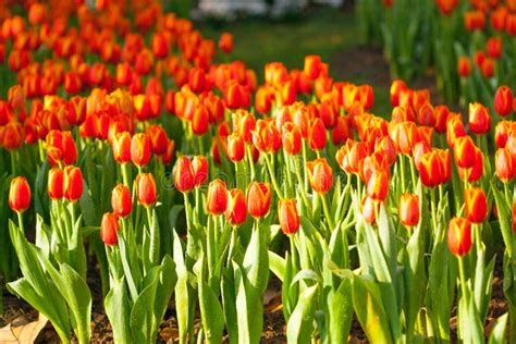 Orange Tulips Stock Photo Image Of Growth Design Lines 38942008