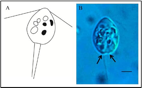 Hexamita inflata. (A) Schematic drawing; (B) Photo, where the arrows ...