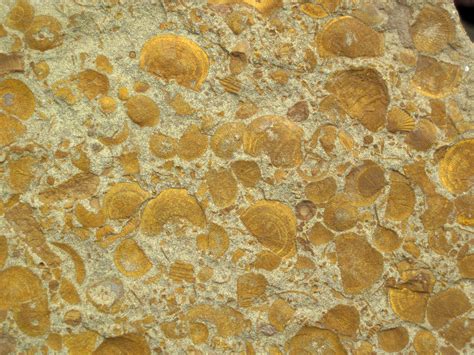 Fossiliferous Sandstone Vinton Member Logan Formation L Flickr