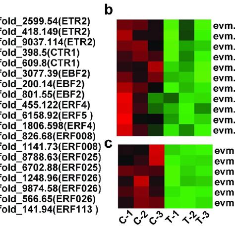 Heat Map Of Differentially Expressed Genes Degs Related To Ethylene