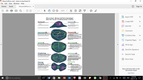 Cells Alive Cell Cycle Worksheet