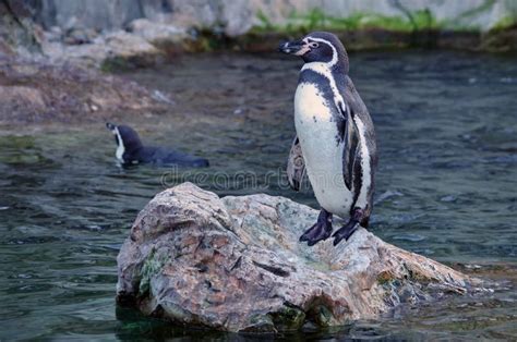 Pingüino De Humboldt En La Isla Ballestas Parque Nacional De Paracas