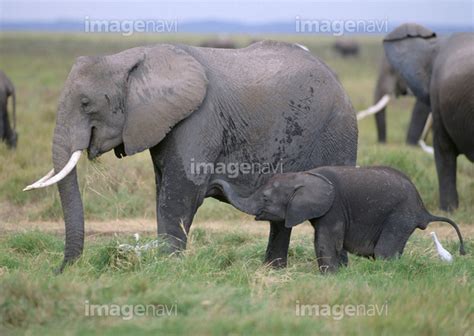 【アフリカゾウ】の画像素材99098007 写真素材ならイメージナビ