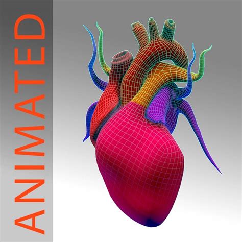 Cardiac Cycle Animation