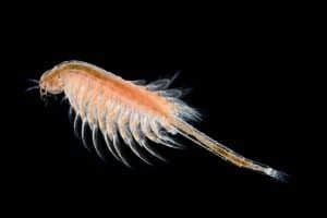 Brine Shrimp: Life Cycle, Benefits & DIY Hatchery - Shrimp and Snail ...