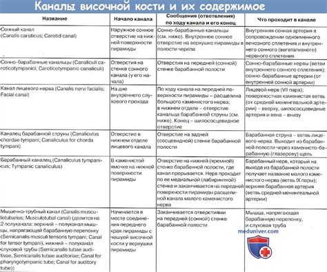 Анатомия: Височная кость