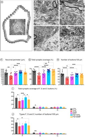 Polymers Free Full Text Ultrastructural Evidence Of Synapse