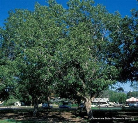 Juglans major (Arizona Walnut) - Mountain States Wholesale Nursery