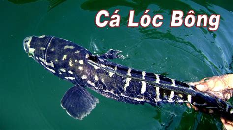 Cá Lóc Bông - Cá Lóc Thái (Channa micropeltes - Giant snakehead) - YouTube