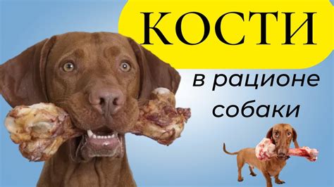 Кости в рационе собаки. польза или вред костей для собаки? Можно ли ...