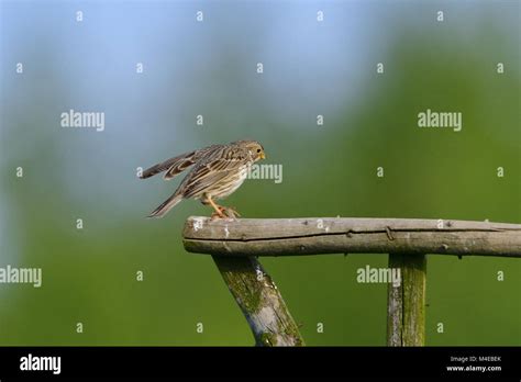 Corn Bunting Hi Res Stock Photography And Images Alamy