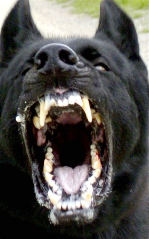 If I Am Angry Scary Dogs Dangerous Dogs Dog Biting