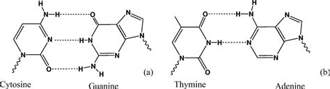 Draw The Hydrogen Bond S Between Guanine And Cytosine