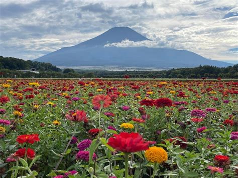 Mt Fuji Gebied E N Dag Priv Tour Vanuit Tokio Getyourguide