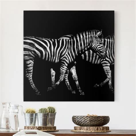 Zebra Vor Schwarz Leinwandbild Als Quadrat Bilderwelten