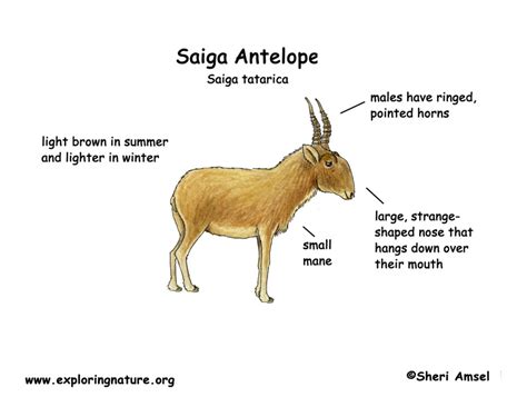 Saiga Antelope Body Diagrams and Habitat Posters