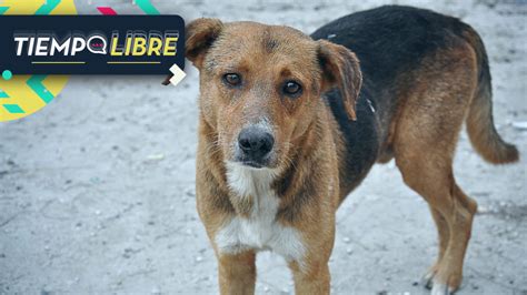 Ins Lito Hecho Graban A Perro Pasear Con Cabeza De Humano Por La Calle