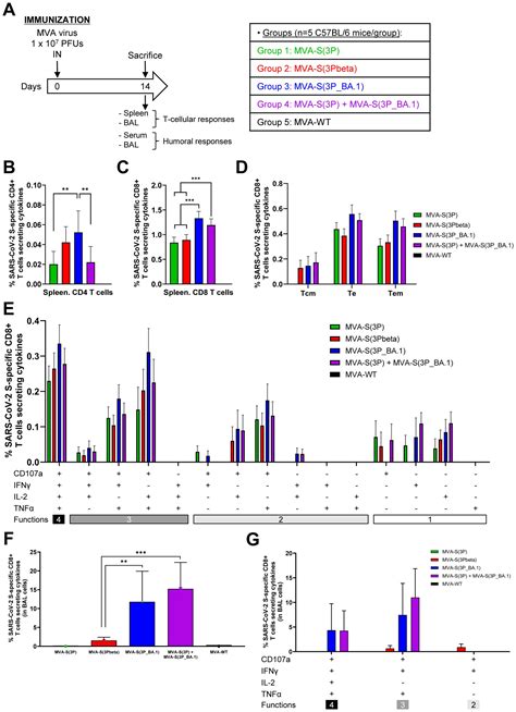 Frontiers MVA Based Vaccine Candidates Expressing SARS CoV 2