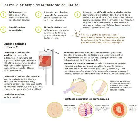 Th Rapie Cellulaire Institut Des Bioth Rapies