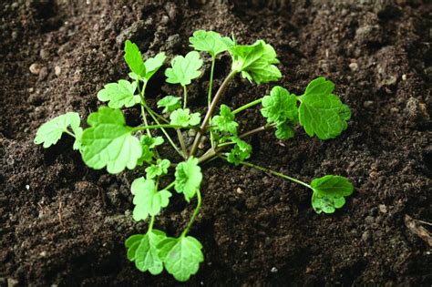 Henbit Weed Control Bayer Crop Science New Zealand