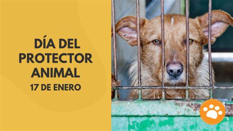 17 de enero Día del Protector Animal Revista Petmi para amantes de