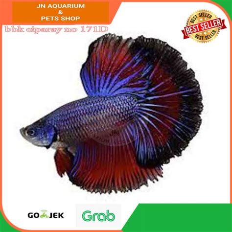 Jual IKAN HIAS CUPANG HALFMOON HALF MOON BETTA SPLENDENS AIR TAWAR