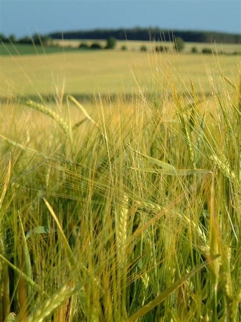 Free crops Photos & Pictures | FreeImages