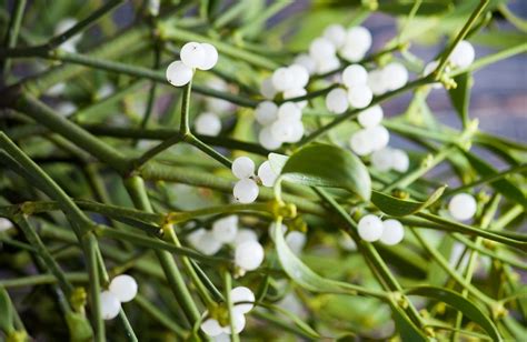 Mistletoe Therapy For Cancer Treatment Riordan Clinic