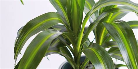 Types Of Dracaena Plants Indoor And Outdoor