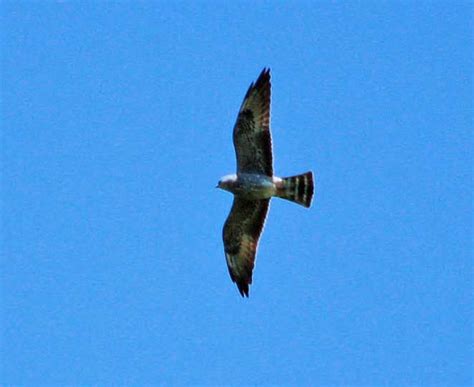 Mississippi Kite Ebirdr