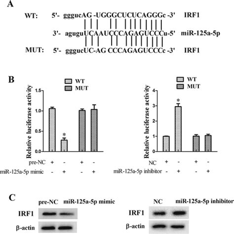 Full Article Interfering Histone Deacetylase Inhibits The