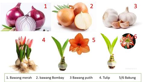 Contoh Tumbuhan Umbi Lapis Homecare24