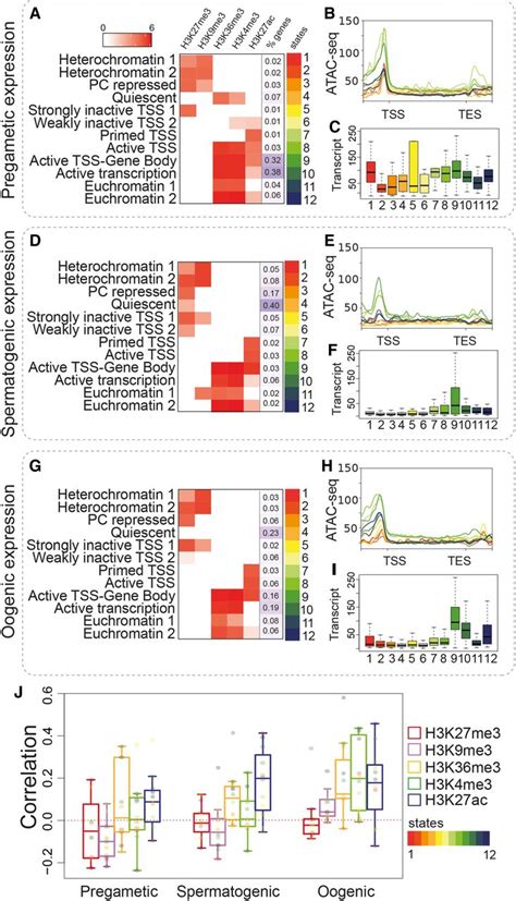 Characterization Of The Distribution And Dynamics Of Chromatin States In The C Elegans Germline