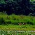 Terai Duar Savanna And Grasslands