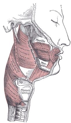 The Muscles of the Mouth - Human Anatomy