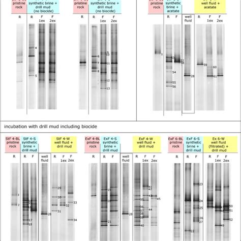 Comparative Dgge Analysis Of Bacterial 16s Rrna Gene Fragments In The Download Scientific