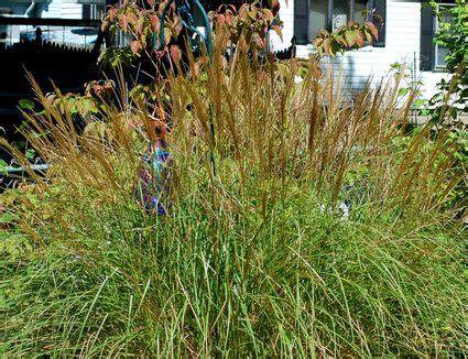 Deer Resistant Ornamental Grasses