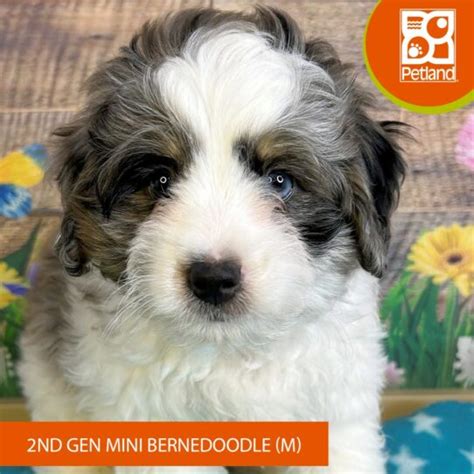 Bernedoodle Mini 2nd Gen Small Animal Black White Tan Id16290