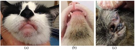 Otoscopy And Aural Cytological Findings In A Population Of Rescue Cats