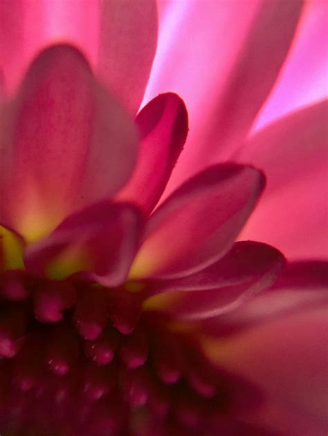 Macro Photography Pink Flower Wynn Westmoreland Photography Photos